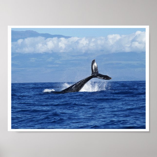 Whale Diving in Ocean, Fluke, Tail out of Water Poster (Front)