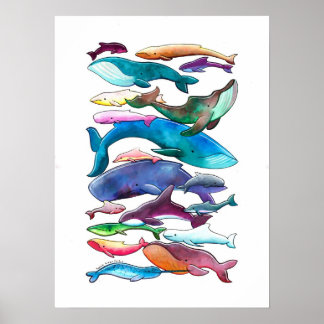 'Whale, Dolphin & Porpoise' Poster (Small - Large)