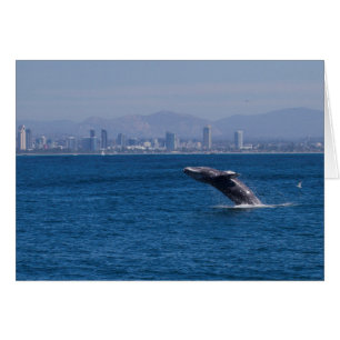Whale of a time