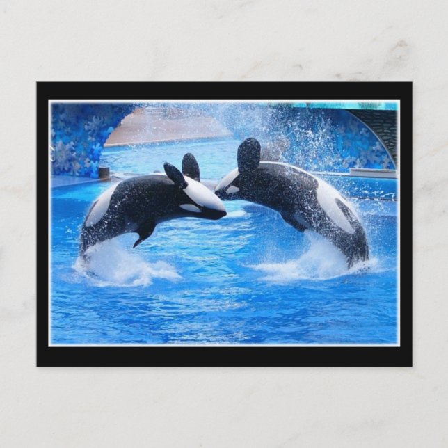 Whale Photo Postcard (Front)