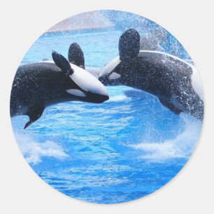 Whale Photo Sticker