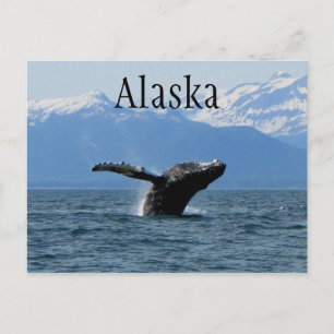 Whale Playtime; Alaska Postcard