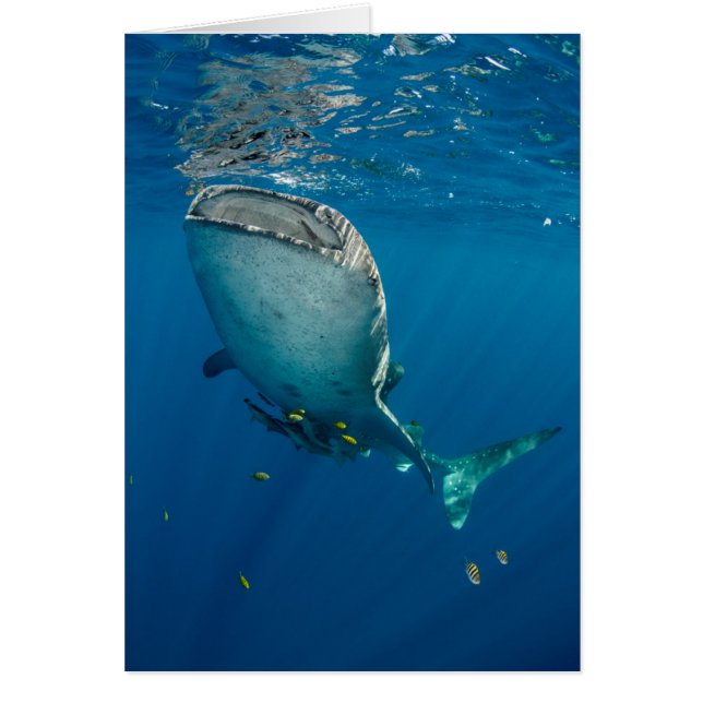 Whale Shark and Fish (Front)