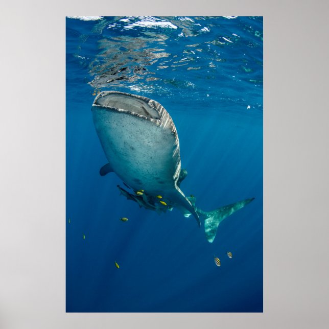 Whale Shark and Fish Poster (Front)