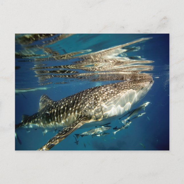 Whale shark and remora fish postcard (Front)