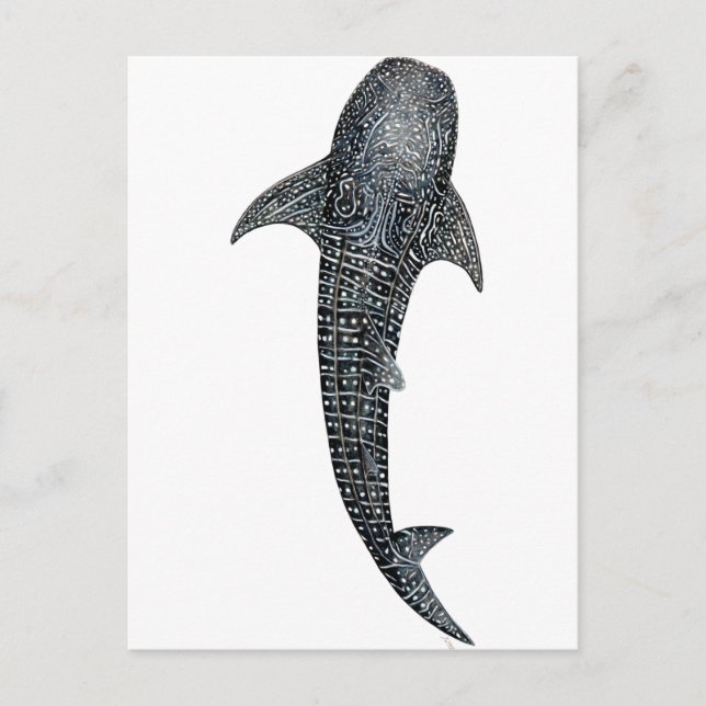 Whale shark postcard (Front)