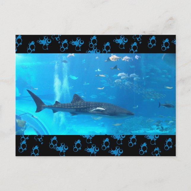 whale shark postcard (Front)