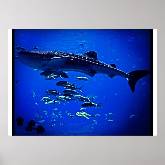 Whale Shark Poster (Front)