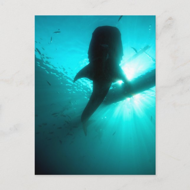 Whale shark silhouette postcard (Front)