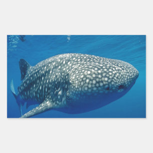 Whale Shark Sticker