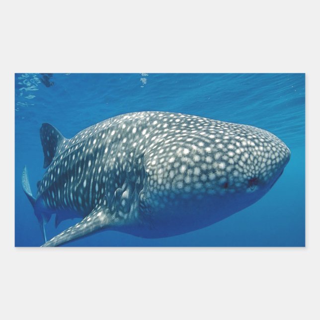 Whale Shark Sticker (Front)