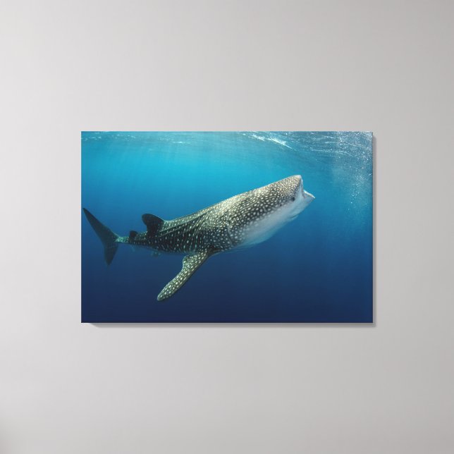 Whale Shark Swimming Canvas Print (Front)