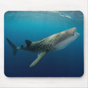 Whale Shark Swimming Mouse Pad