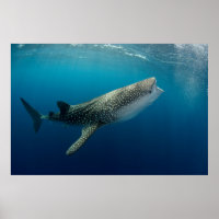 Whale Shark Swimming
