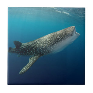 Whale Shark Swimming Tile