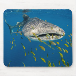 Whale Shark with fish, Indonesia Mouse Pad