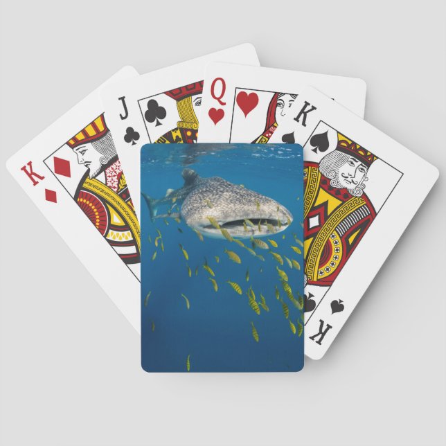 Whale Shark with fish, Indonesia Playing Cards (Back)