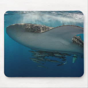 Whale Shark with Remora Mouse Pad