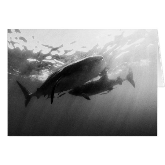 Whale Sharks Notecard