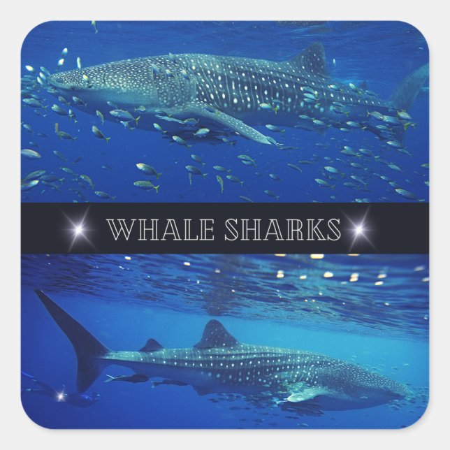 Whale Sharks Square Sticker (Front)