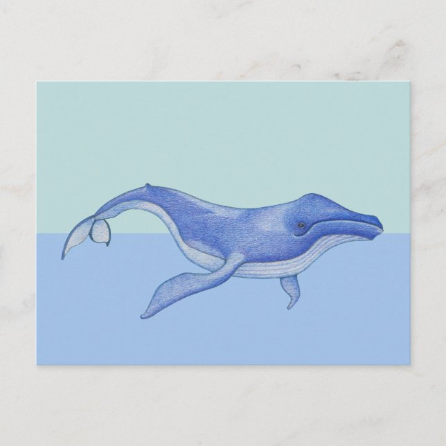 Whale solo Postcard (Front)