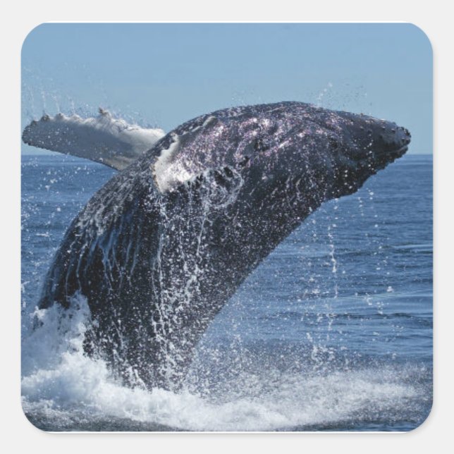 Whale Square Sticker (Front)