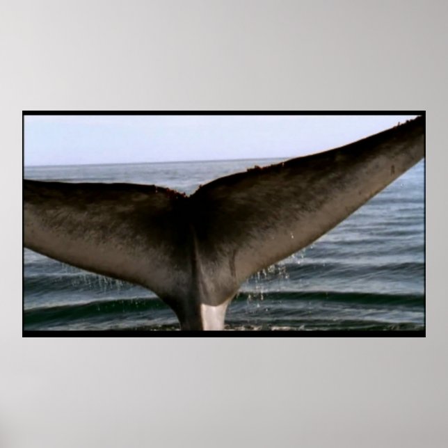 Whale tail poster (Front)
