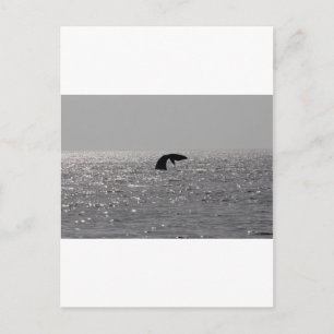 Whale-watching - Southern right whale print Postcard