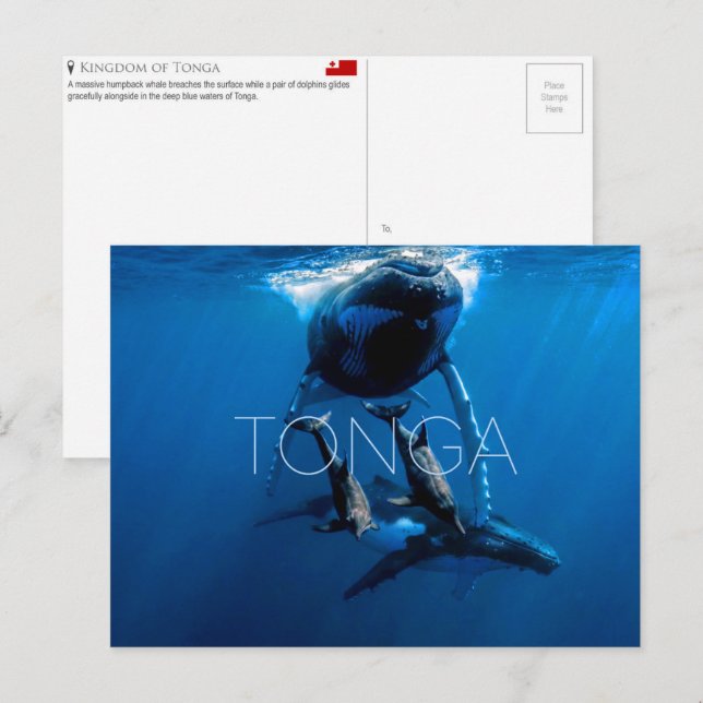 Whale watching, Tonga Travel Postcard (Front/Back)