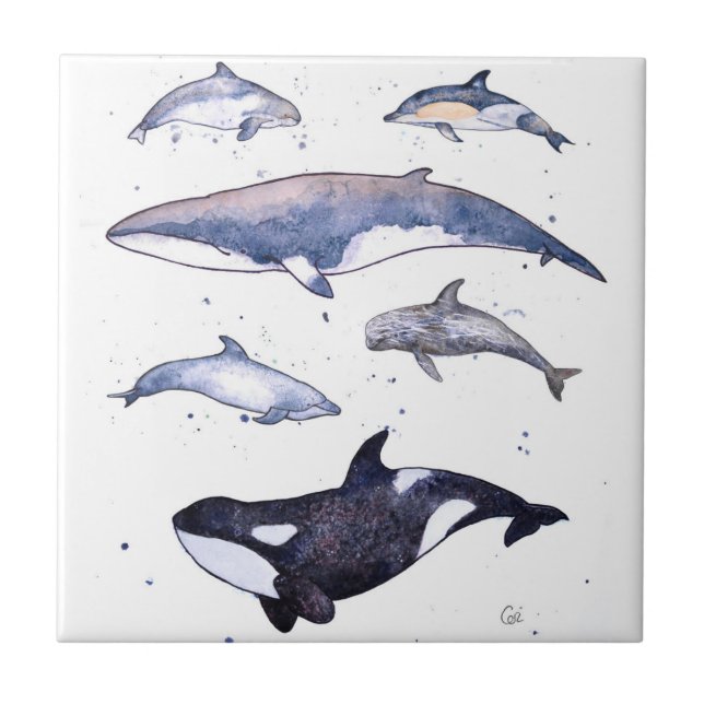 Whales and Dolphins of Scotland Tile (Front)