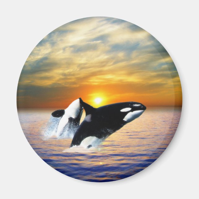 Whales at sunset magnet (Front)