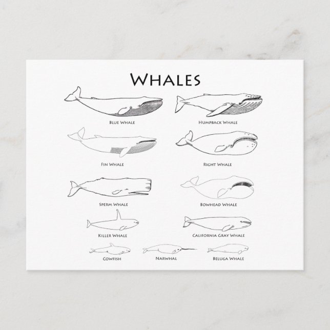Whales (line art illustrations) postcard (Front)