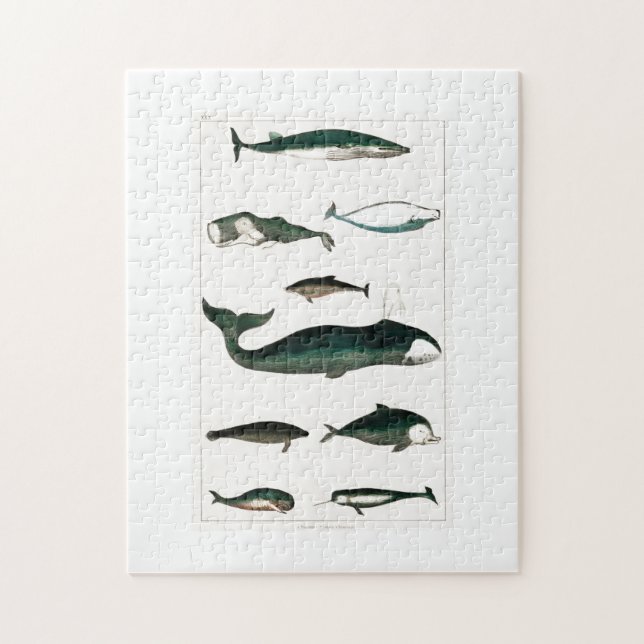 Whales Ocean Sea Water Orca Jigsaw Puzzle (Vertical)