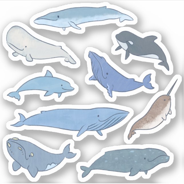Whales of the World (Front)