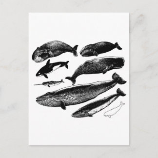 whales postcard