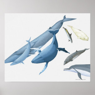 Whales Poster