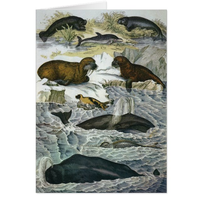 Whales, Seals and Walruses, Vintage Marine Animals (Front)
