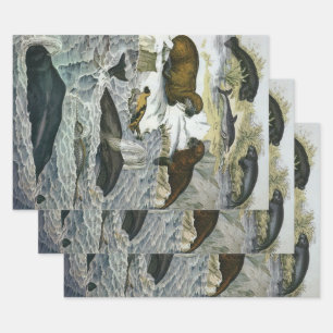 Whales, Seals and Walruses, Vintage Marine Animals Wrapping Paper Sheet