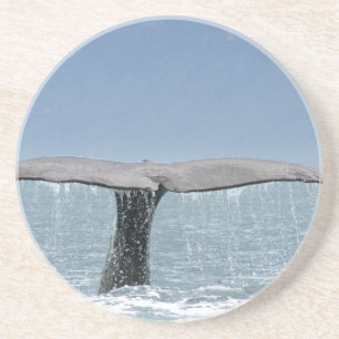 Whale's Tail Coaster
