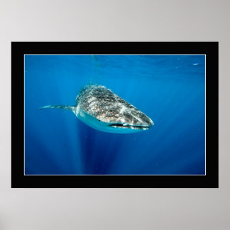 Whaleshark #1 poster