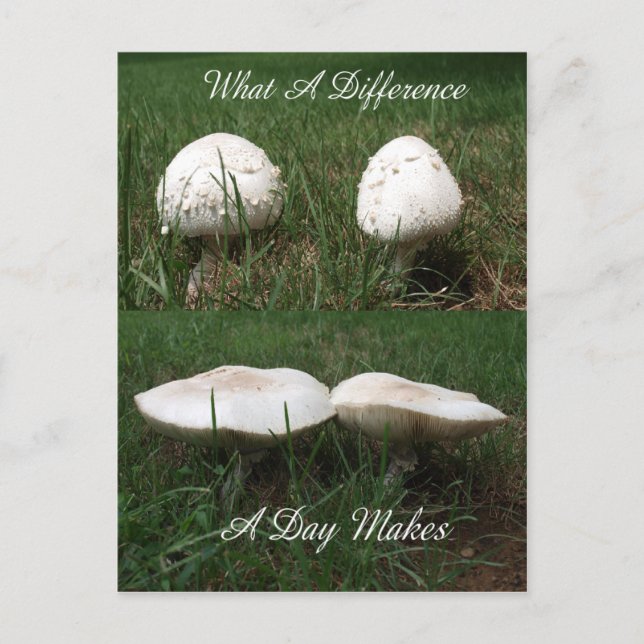 What A Difference A Day Makes Postcard (Front)