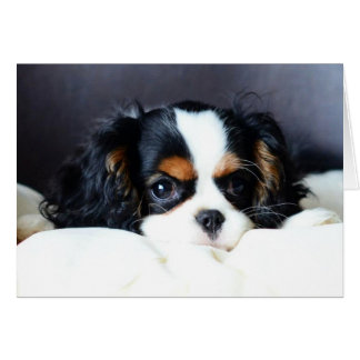 What a Face