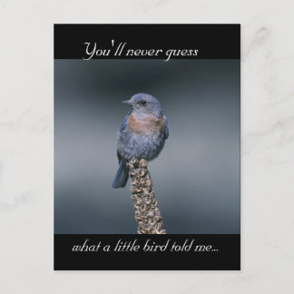 What a Little Bird Told Me Postcard