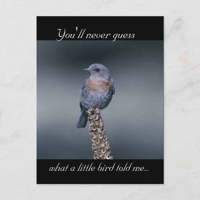 What a Little Bird Told Me Postcard (Front)