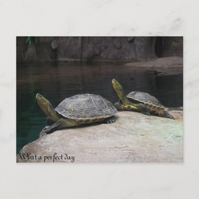 What a perfect day postcard (Front)