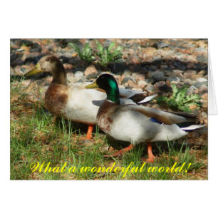 What a wonderful world!