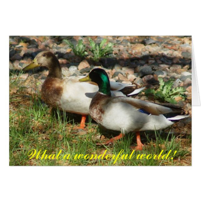 What a wonderful world! (Front Horizontal)