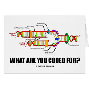 What Are You Coded For? (DNA Replication)
