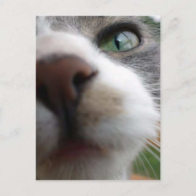 What are you looking at? Cat Postcard (Front)