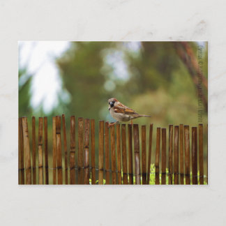 What are you looking at? postcard